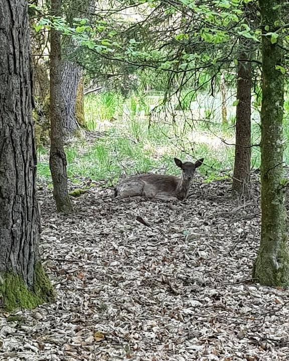 Wild- Und Freizeitpark